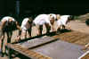 CaExSoLa2002_009.jpg (55796 Byte)