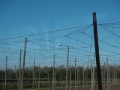 2017-Vereinsausflug-208