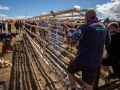 På spejdernes lejr 2022 blev der bagt et 125m langt snobrød som krævede en del arbejde. Blandt blev der brugt 180kg mel og 14kg gær til dejen og et kæmpestativ at have snobrødet på. Foto: Frank R. Larsen/SPEJDERNE