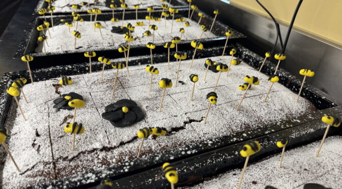 Gruppenlager “Bienenstich” mit 175 Bienen und einer Hornisse